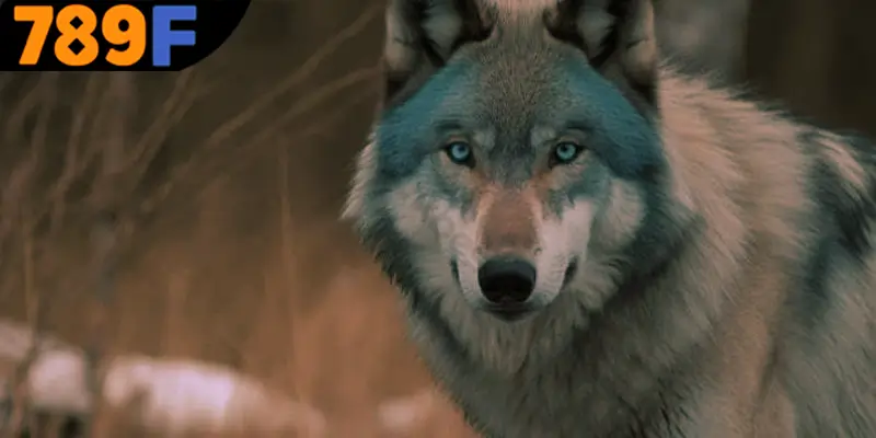 Tìm hiểu về ý nghĩa chung khi mơ thấy chó sói