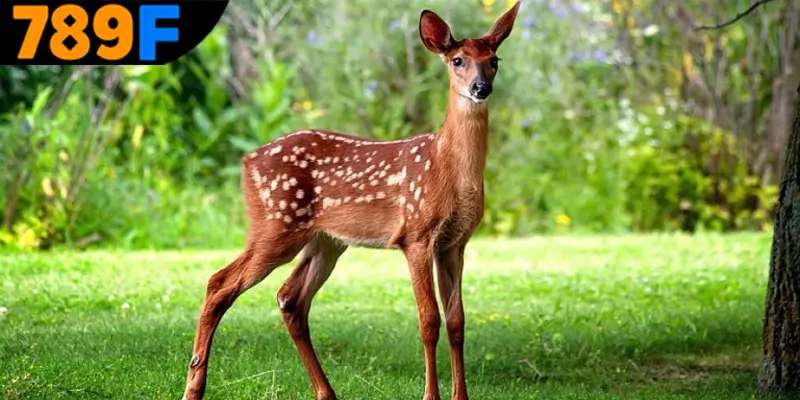 Tìm hiểu ý nghĩa khi mơ thấy con nai đánh số gì