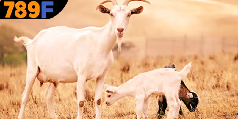 Tình huống khác khi mơ thấy dê đánh số gì tại 789F