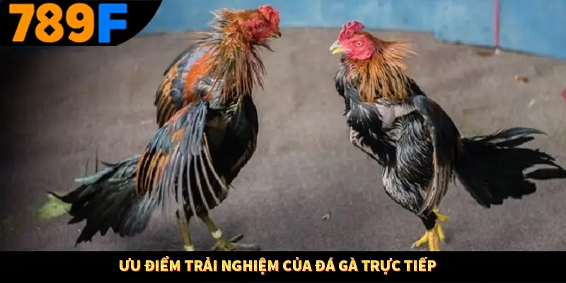 Ưu điểm trải nghiệm của đá gà trực tiếp