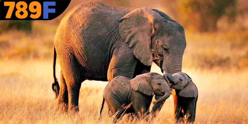 Việc nằm mơ thấy con voi đánh số gì để mang lại may mắn