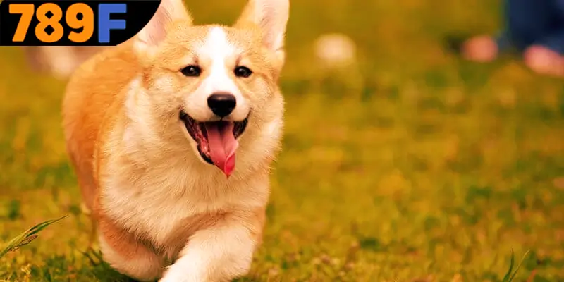 Ý nghĩa chung của những giấc mơ về chó