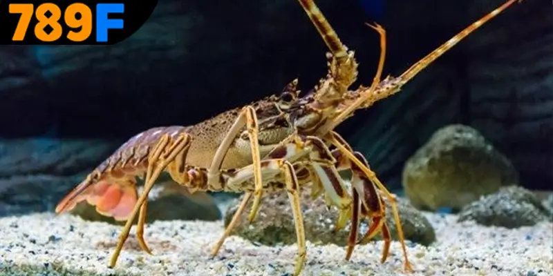 Ý nghĩa của giấc mơ con tôm theo từng khía cạnh cuộc sống