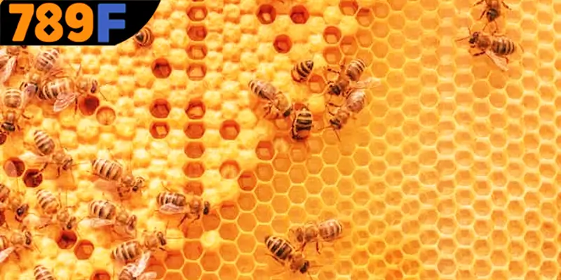 Ý nghĩa của giấc mơ khi thấy con ong